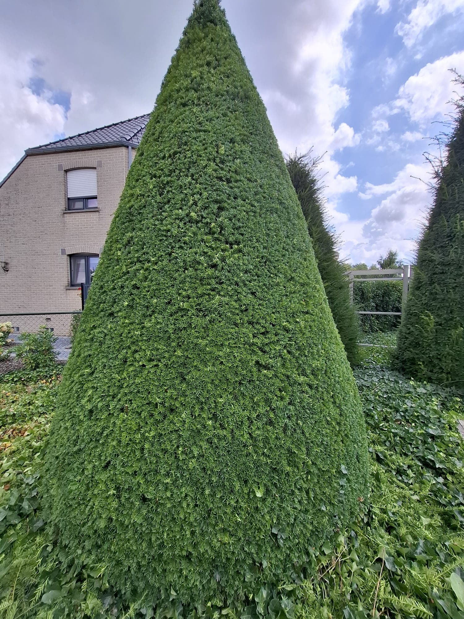 Tuinonderhoud image 1